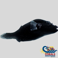 Black Dogface Puffer Fish