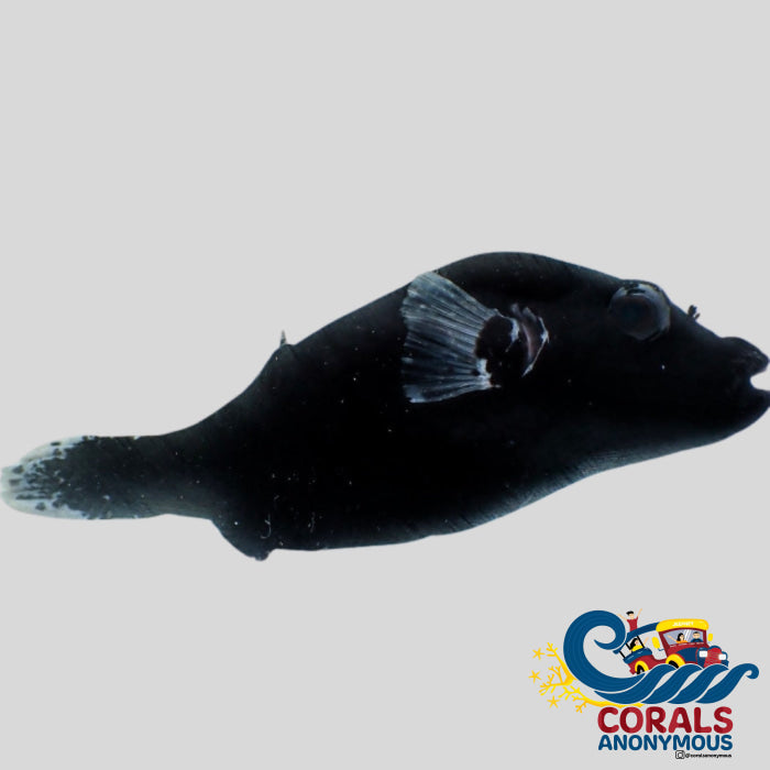 Anoymouse Fish Black Dogface Puffer Fish