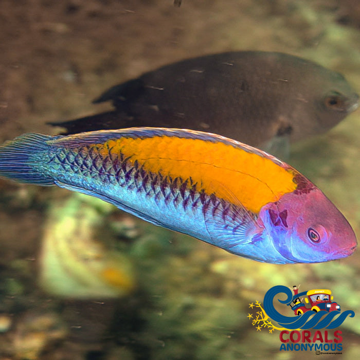 Orange Back Fairy Wrasse Fish