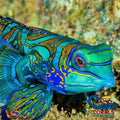 Green Mandarin Dragonet Goby Fish 3
