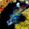 Green Mandarin Dragonet Goby 1