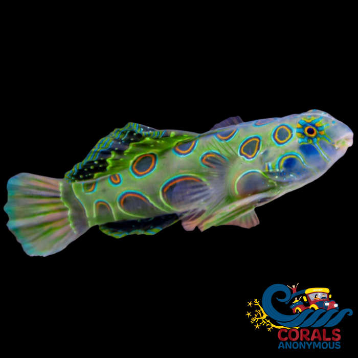 K Done Spotted Mandarin Dragonet Fish