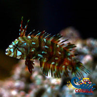 Dragon Wrasse (Juvenile) Fish
