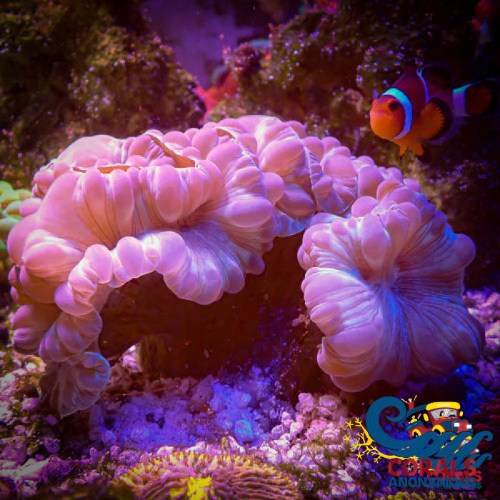 Fox Coral