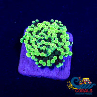 Radioactive Splatter Lime Tip Frammer Frammer