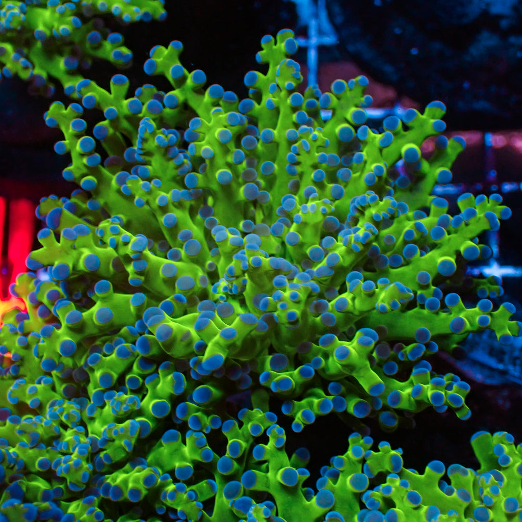 blue tip green branching frogspawn