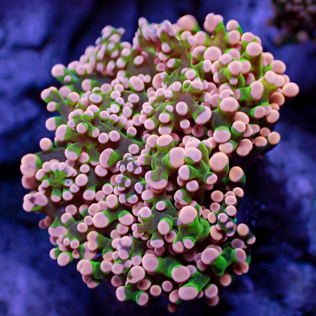 Pink Tip Green Branching Frogspawn - Corals Anonymous