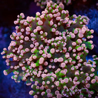 Pink Tip Green Branching Frogspawn - Corals Anonymous
