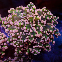Pink Tip Green Branching Frogspawn - Corals Anonymous

