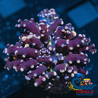 Pink Tip Yellow Mouth Branching Frogspawn Frogspawn
