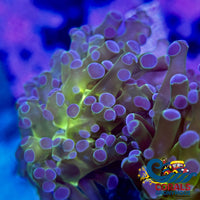 Purple Tip Yellow-Mouth Green Frogspawn Frogspawn
