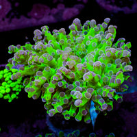 Purple Tip Yellow-Mouth Green Branching Frogspawn - Corals Anonymous
