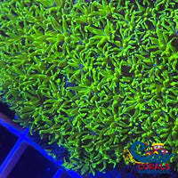 Green Galaxea Coral (1 Frags) Galaxea
