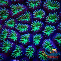 Green Galaxea Coral (1 Frags) Galaxea