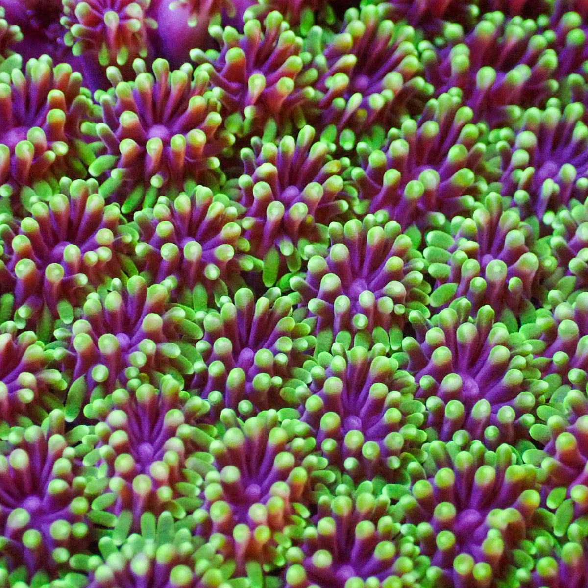 Purple Mouth Green Galaxea Coral (1” Frags) - Corals Anonymous