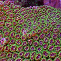 Purple Mouth Green Galaxea Coral (1” Frags) - Corals Anonymous