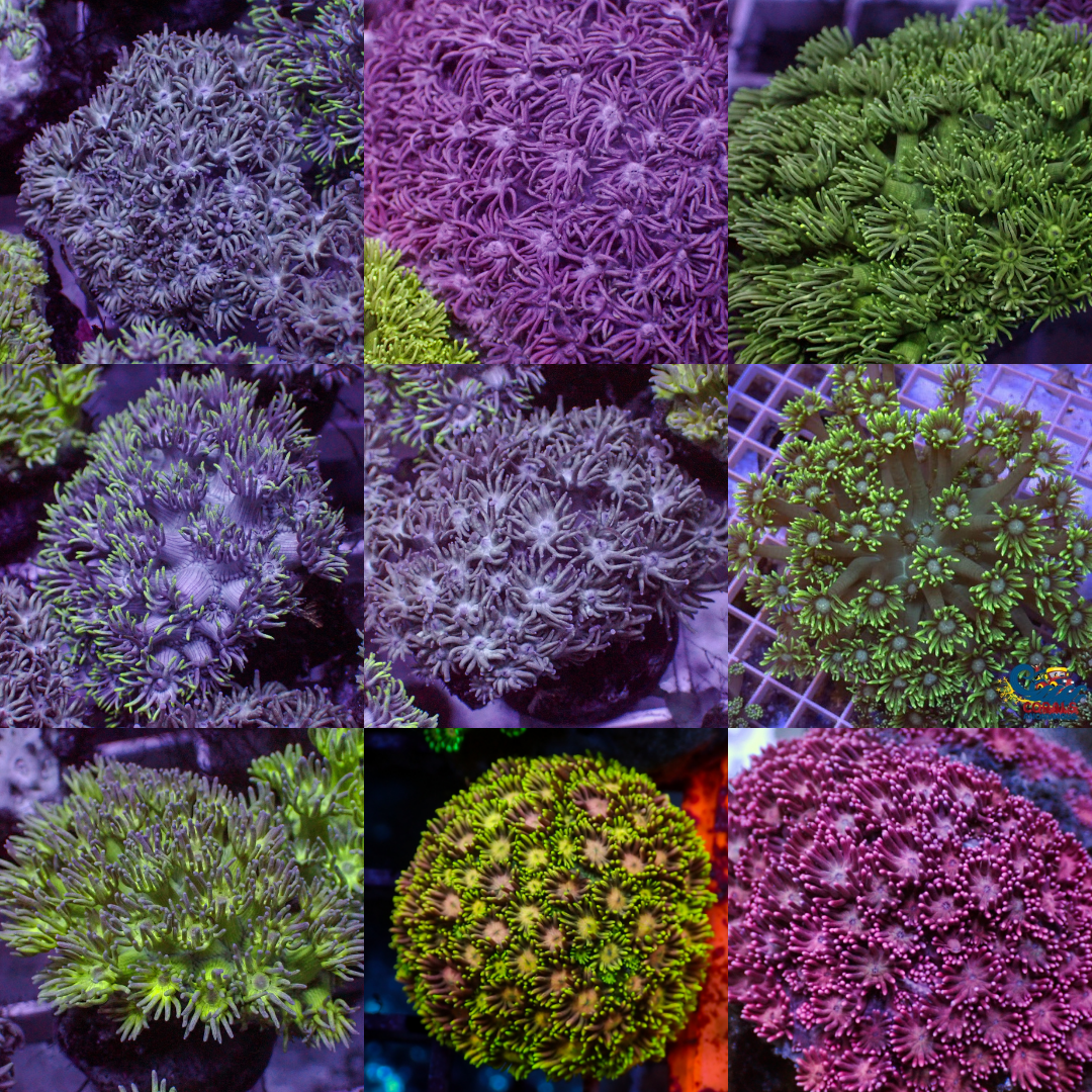 Assorted Goniopora Pack (0.5-1") - Corals Anonymous