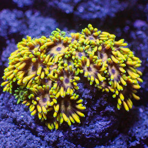 banana pie goniopora