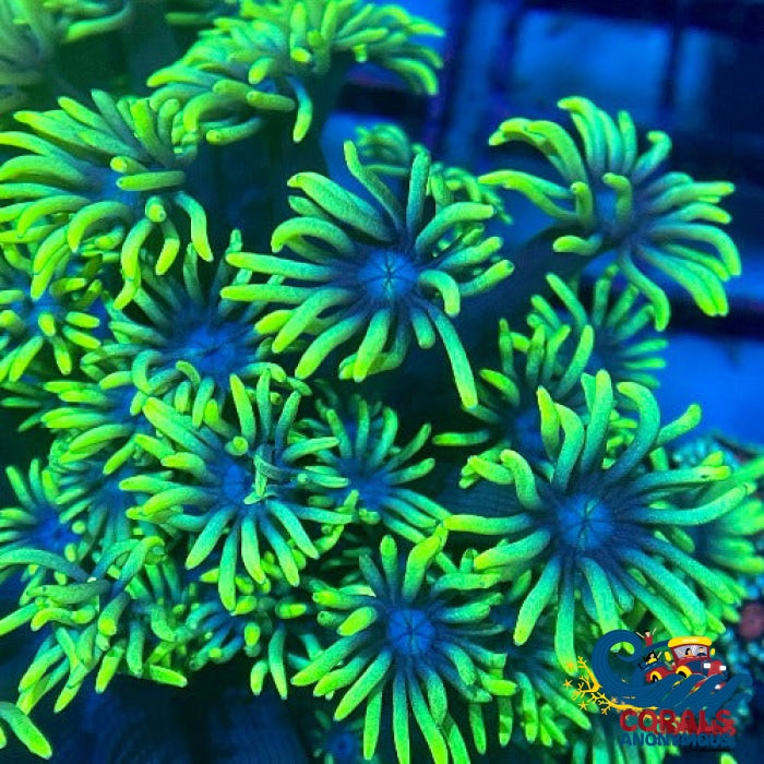 Blue Eyed Goniopora (1 Frag) Goniopora