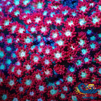 Captain America Goniopora (0.5-1 Frag) Goniopora