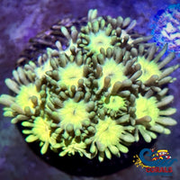 Electric Yellow Goniopora (0.5-1 Frag) Goniopora