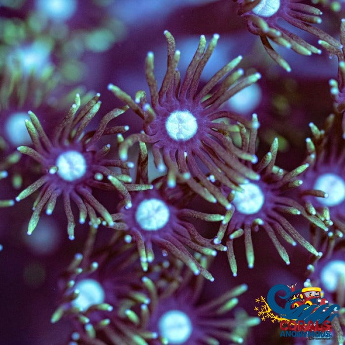 Green-Tipped Goniopora (1 Frag) Goniopora