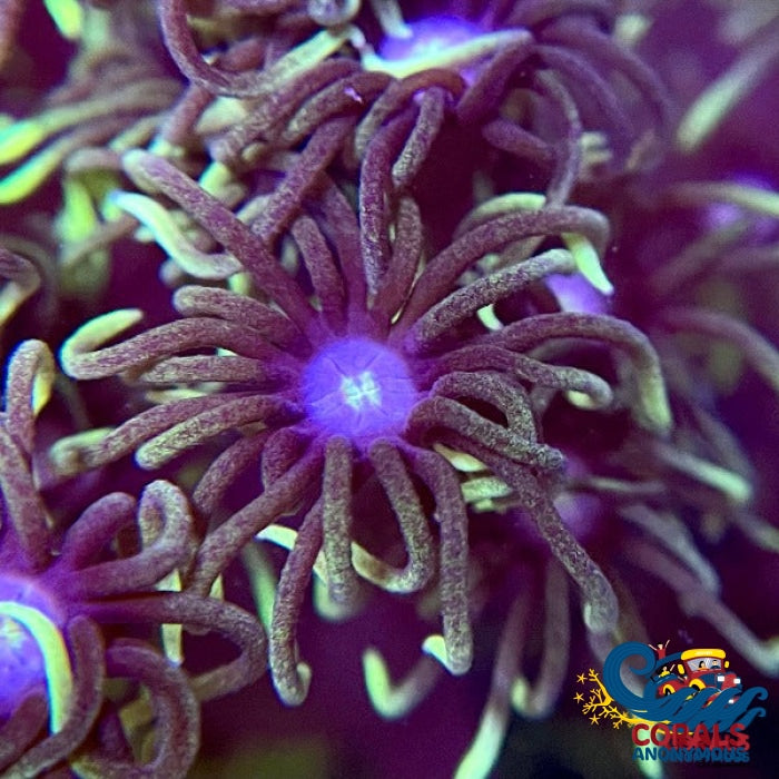Green-Tipped Goniopora (1 Frag) Goniopora