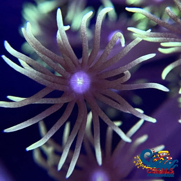 Green-Tipped Goniopora (1 Frag) Goniopora