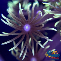 Green-Tipped Goniopora (1 Frag) Goniopora
