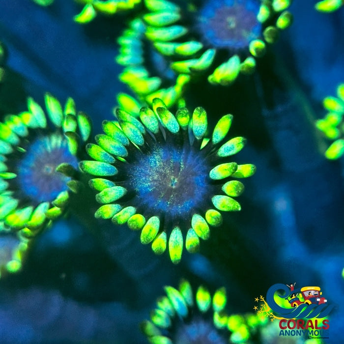 Grinch Goniopora (0.5-1) Goniopora