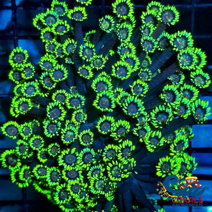 Grinch Goniopora (0.5-1) Goniopora