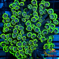 Grinch Goniopora (0.5-1) Goniopora
