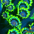 Grinch Goniopora (0.5-1) Goniopora