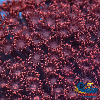 Inferno Goniopora (0.5-1 Frag) Goniopora
