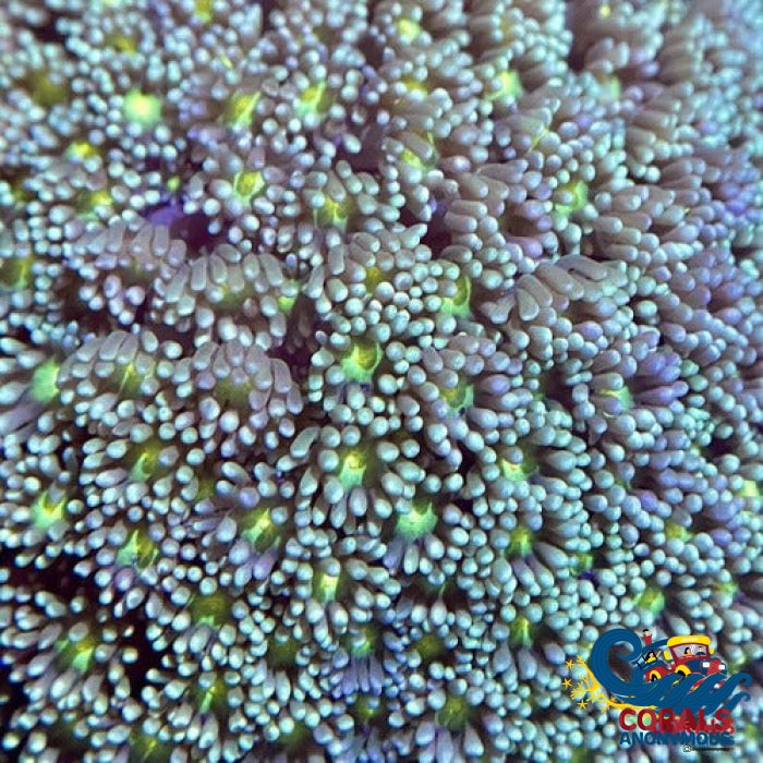 Lemon Eye Emerald Goniopora (1 Frag) Goniopora