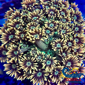 Lemon Laser Goniopora (0.5-1) Goniopora