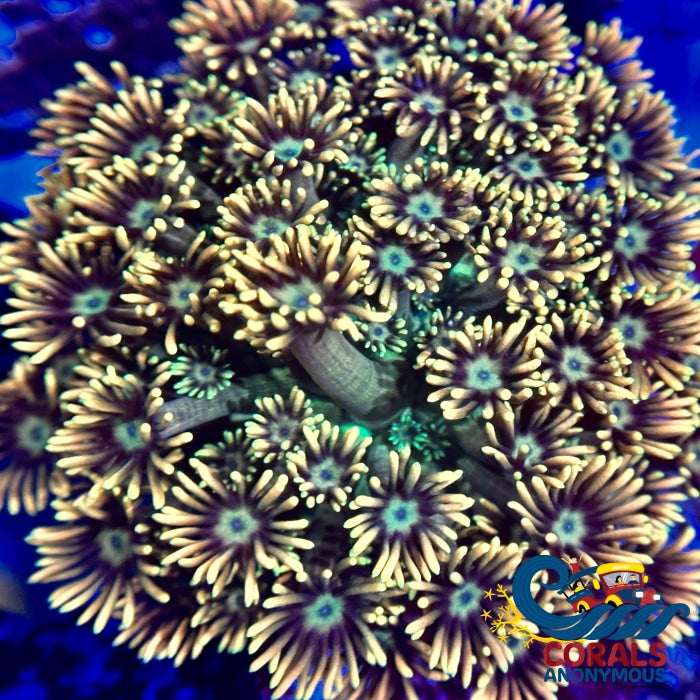 Lemon Laser Goniopora (0.5-1) Goniopora