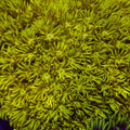 Lime Yellow Goniopora (0.5-1” Frag) 