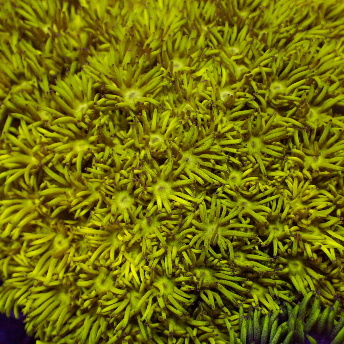 Lime Yellow Goniopora (0.5-1” Frag) 