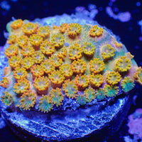 Mango Mojito Rainbow Micro Goniopora (0.5-1” Frag)