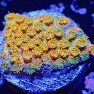 Mango Mojito Rainbow Micro Goniopora (0.5-1” Frag)
