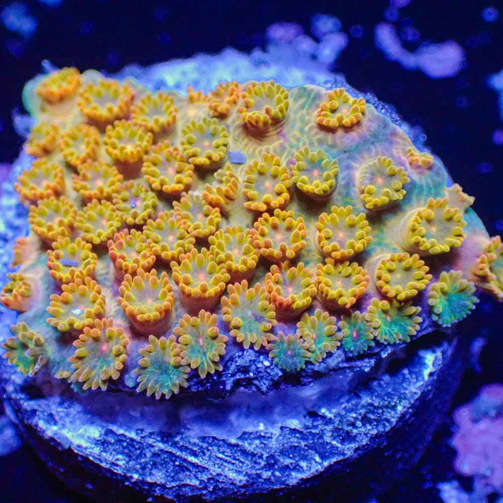 Mango Mojito Rainbow Micro Goniopora (0.5-1” Frag)