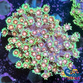Minty Blush Goniopora (0.5-1 Frag) Goniopora