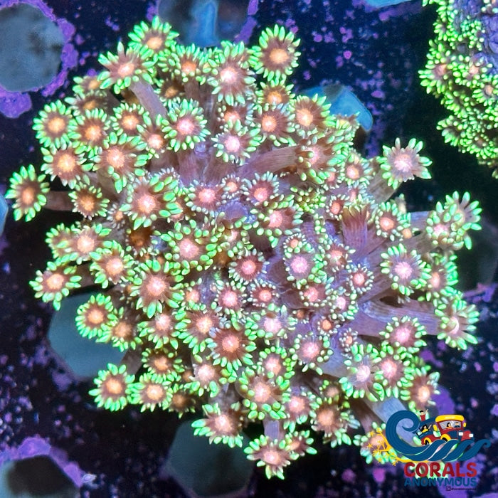 Minty Blush Goniopora (0.5-1 Frag) Goniopora