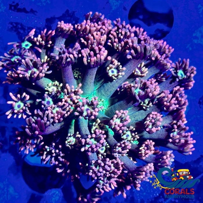 Minty Rose Goniopora (0.5-1) Goniopora