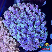 Multicolor Purple Bliss Goniopora (0.5-1 Frag) Goniopora