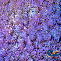Multicolor Twilight Dream Goniopora (0.5-1 Frag) Goniopora
