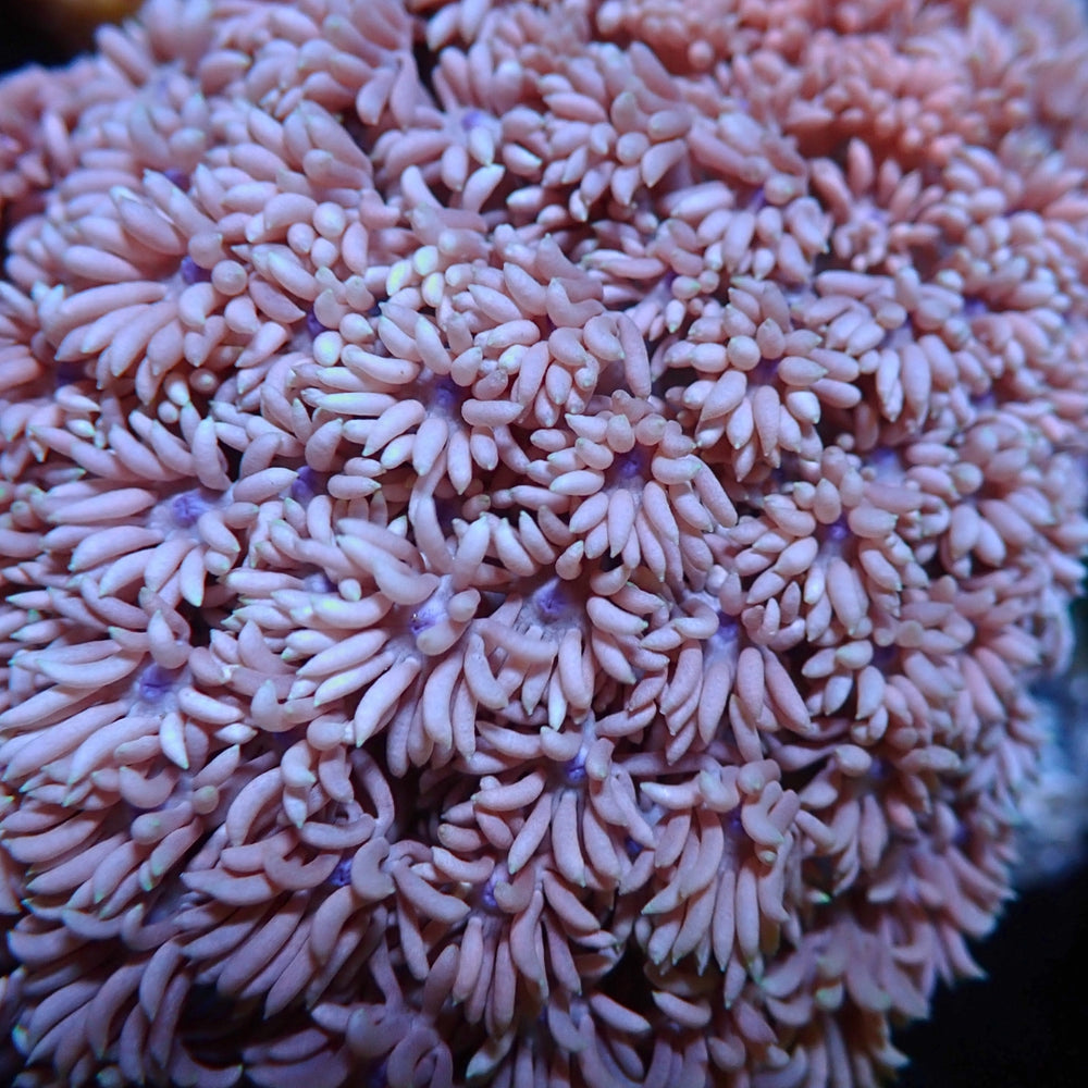 Mystic Winter Frostbite Goniopora (0.5-1” Frag)
