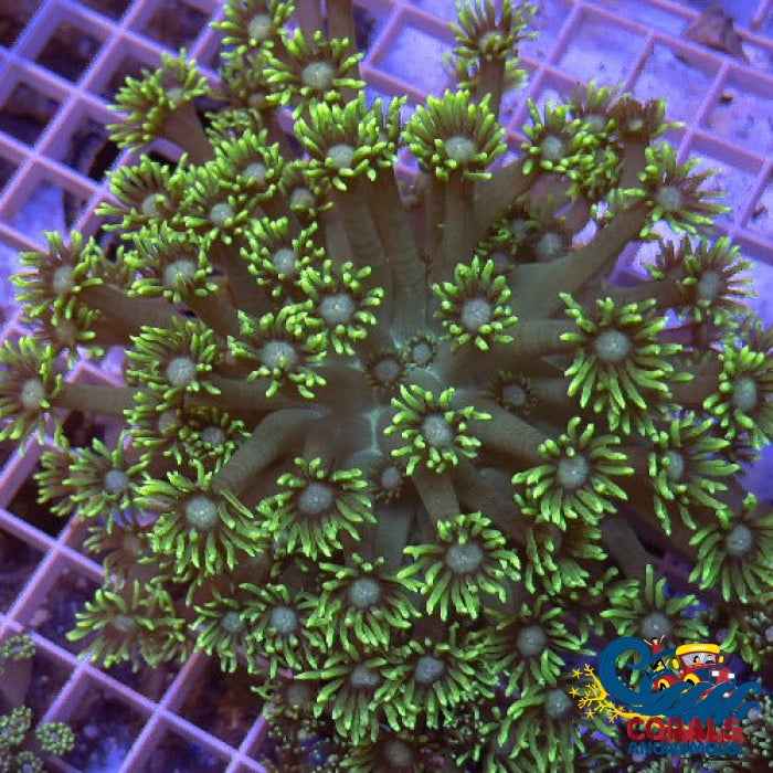 Neon Green Goniopora (1 Frag) Goniopora