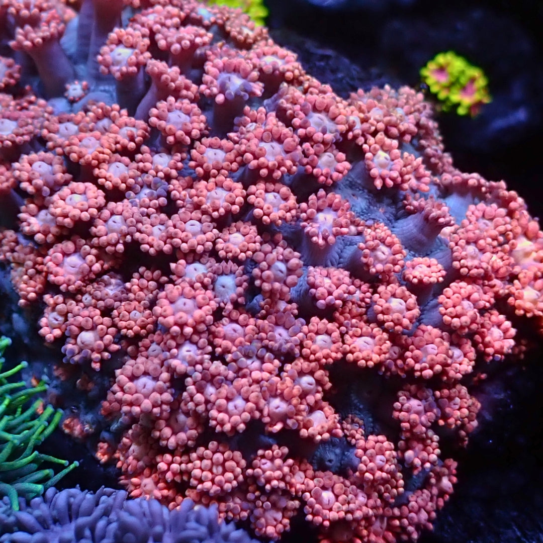 Peachy Pink Goniopora (0.5-1”)